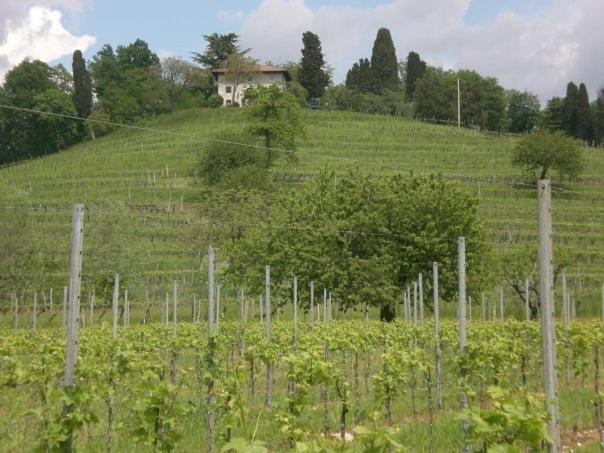 Agriturismo Giorgio Colutta Villa Manzano Esterno foto